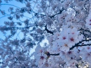 桜1.jpg